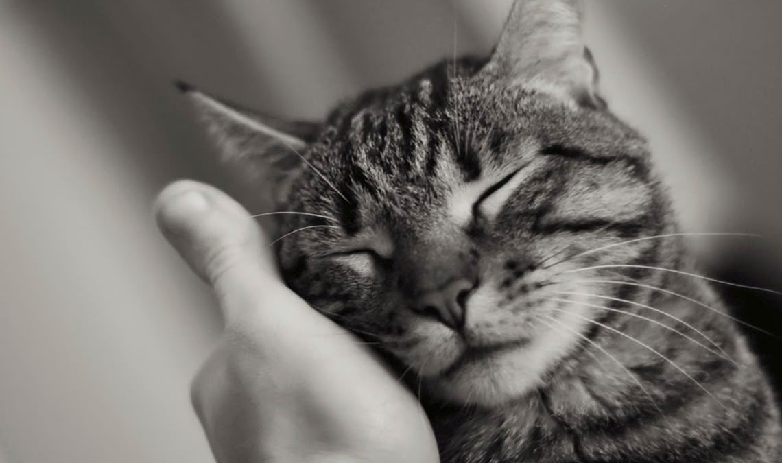 Ακρομεγαλία στη Γάτα: Πόσο Σπάνια είναι τελικά;