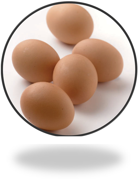 Ελληνοποιήσεις Αυγών και  Ένταξη των Αυγών στο Άρτεμις
