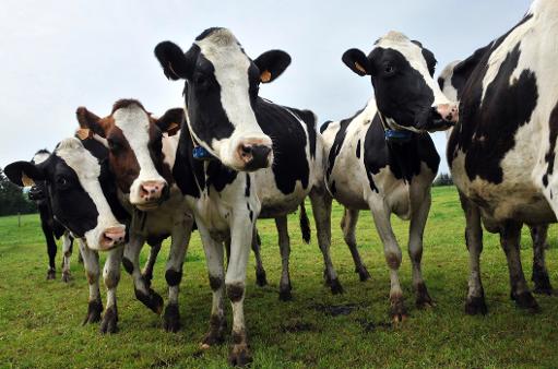 6 τρόποι για να επενδύσετε στην υγεία των αγελάδων της μονάδας σας