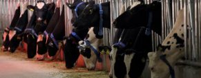 Οι Ρώσοι γαλακτοπαραγωγοί διαπιστώνουν έλλειψη κτηνιατρικών φαρμάκων