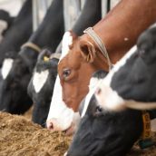 Επιπτώσεις της Νόσου των «Τρελών Αγελάδων» στην ΕΕ