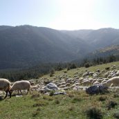 Εθνικό Πρόγραμμα για τη Βρουκέλλωση των Αιγοπροβάτων