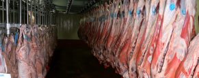 Κατάσταση Αγοράς Αιγοπρόβειου Κρέατος στην ΕΕ