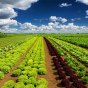 Αγροτικές Πολιτικές για ένα Βιώσιμο Κλάδο Τροφίμων