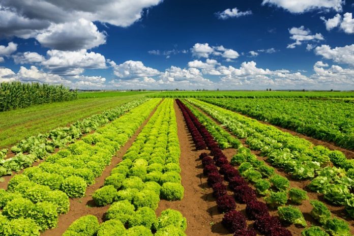 Αγροτικές Πολιτικές για ένα Βιώσιμο Κλάδο Τροφίμων