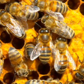 Προστασία των Μελισσών – Αγορά Μελιού