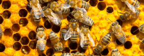 Προστασία των Μελισσών – Αγορά Μελιού
