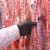 Παραγωγή αιγοπροβείου κρέατος στην ΕΕ