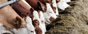 Κόστος Διατροφής των Αγελάδων Γαλακτοπαραγωγής στην Ελλάδα