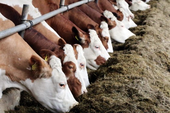 Κόστος Διατροφής των Αγελάδων Γαλακτοπαραγωγής στην Ελλάδα