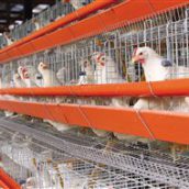 Προκλήσεις για τον Κλάδο Εκτροφής των Πουλερικών στην Ε.Ε.