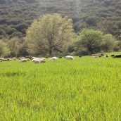 Συμβολή της Μεσογειακής Διατροφής στη Διατήρηση του Τοπίου και των Φυσικών Πόρων
