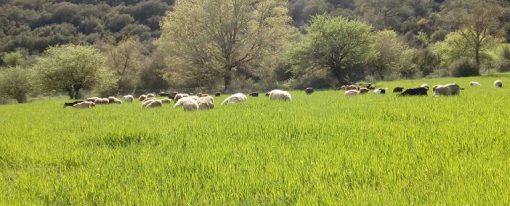 Εξισωτική Αποζημίωση