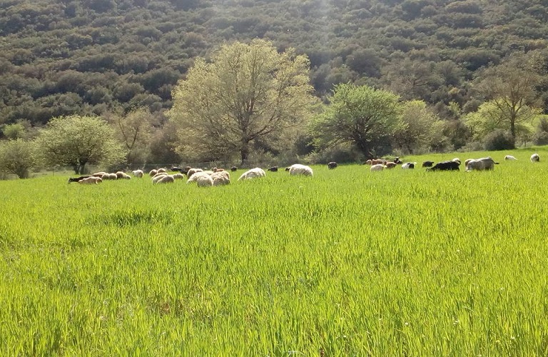 Εξισωτική Αποζημίωση