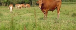 Κόκκινη Φυλή Αγελάδων Καστοριάς-Φλώρινας-Κοζάνης