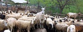 Εκρίζωση της Βρουκέλλωσης στα Αιγοπρόβατα στην Κρήτη