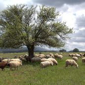 Μελιταίος Πυρετός (Βρουκέλλωση): Χρήσιμες Συμβουλές για τους Κτηνοτρόφους