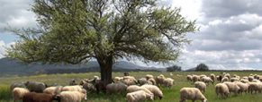 Μελιταίος Πυρετός (Βρουκέλλωση): Χρήσιμες Συμβουλές για τους Κτηνοτρόφους