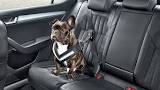 Κίνδυνος: Σκύλος σε Κλειστό Αυτοκίνητο