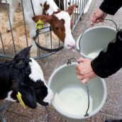 Τιμές Αγελαδινού Γάλακτος