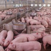 Άρση απαγόρευσης της χρήσης ζωικών πρωτεϊνών σε ζωοτροφές