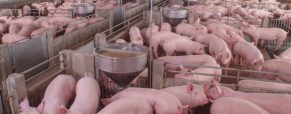 Άρση απαγόρευσης της χρήσης ζωικών πρωτεϊνών σε ζωοτροφές