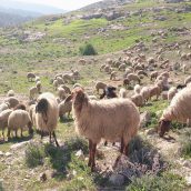 Προτάσεις του Επιτρόπου Γεωργίας για την Κτηνοτροφία