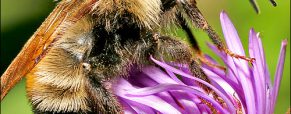 Μείωση της Χρήσης Φυτοφαρμάκων για να Σωθούν οι Μέλισσες