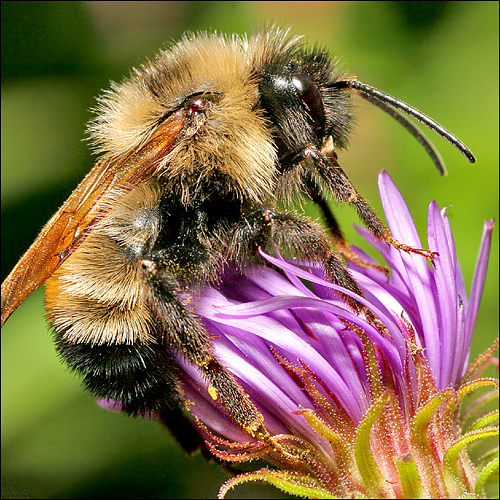 Μείωση της Χρήσης Φυτοφαρμάκων για να Σωθούν οι Μέλισσες