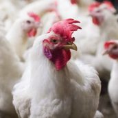 Προκλήσεις για τον Κλάδο Εκτροφής των Πουλερικών στην Ε.Ε.