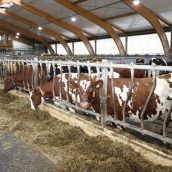 Μείωση πρωτεΐνης και χρήση κτηνοτροφικών οσπρίων σε σιτηρέσια αγελάδων γαλακτοπαραγωγής