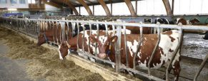 Μείωση πρωτεΐνης και χρήση κτηνοτροφικών οσπρίων σε σιτηρέσια αγελάδων γαλακτοπαραγωγής
