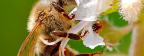 Το μέλλον της Μελισσοκομίας