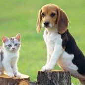 Οι κτηνίατροι των ζώων συντροφιάς ως ήρωες της Ενιαίας Υγείας
