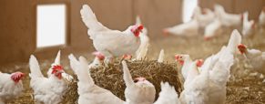 Κρίσιμα σημεία για τη χρήση εναλλακτικών δημητριακών σε κοτόπουλα κρεατοπαραγωγής