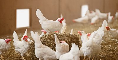 EFSA: Υψηλός κίνδυνος εξάπλωσης της γρίπης των πτηνών στην Ευρώπη