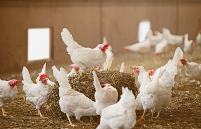 EFSA: Υψηλός κίνδυνος εξάπλωσης της γρίπης των πτηνών στην Ευρώπη