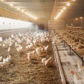 Κατανάλωση κοτόπουλων που έχουν διατραφεί με φύκια