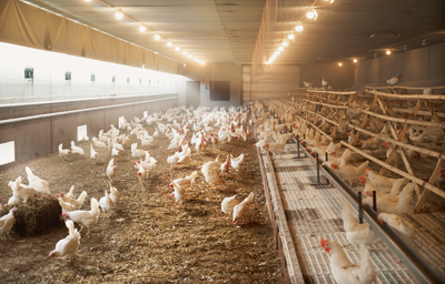 Πωλήσεις Αυγών και Κρέατος Πουλερικών Απευθείας από τον αχυρώνα