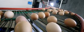 Πόσο τοπικά μπορεί να είναι το κοτόπουλο και τα αυγά που αγοράζουμε;