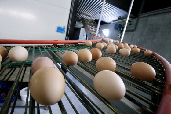Πόσο τοπικά μπορεί να είναι το κοτόπουλο και τα αυγά που αγοράζουμε;