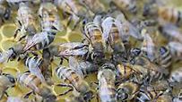 Την ιδανική κοινωνία θα έπλαθαν οι άνθρωποι αν μάθαιναν από τις μέλισσες