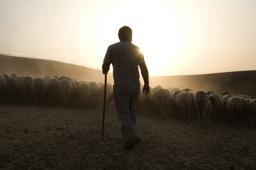 ΣΕΚ – Μέτρα για να σωθεί η κτηνοτροφία