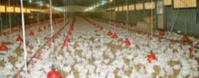 Επιπτώσεις της κλιματικής αλλαγής στα συστήματα στέγασης κοτόπουλων