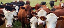 Προσωρινά μέτρα για την οζώδη δερματίτιδα στα βοοειδή