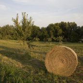 Διαφοροποίηση και εναλλαγή καλλιεργειών προκρίνει μελέτη της διαΝΕΟσις για την κλιματική αλλαγή