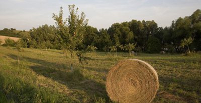 Βελτιωμένη συμμόρφωση στην ασφάλεια των ζώων και των ζωοκομικών προϊόντων στην ΕΕ