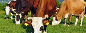 Βιώσιμη διαχείριση βόσκησης αγελάδων γαλακτοπαραγωγής