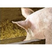 Καινοτόμος χρήση υποπροϊόντων ελαιοτριβείων, οινοποιείων και τυροκομείων στη διατροφή των παραγωγικών ζώων