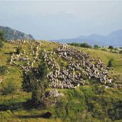 Συμφωνίες βιωσιμότητας στον τομέα της γεωργίας